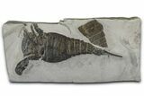 Eurypterus (Sea Scorpion) Fossil - New York #369270-1